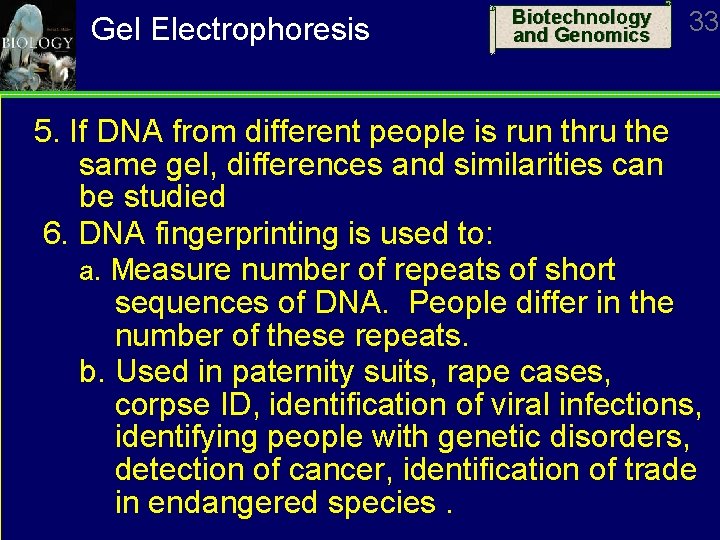 Gel Electrophoresis Biotechnology and Genomics 33 5. If DNA from different people is run