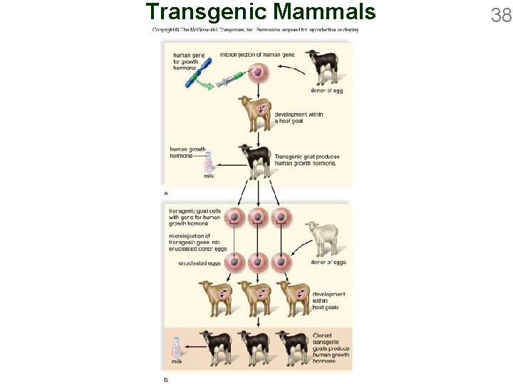 Transgenic Mammals 38 