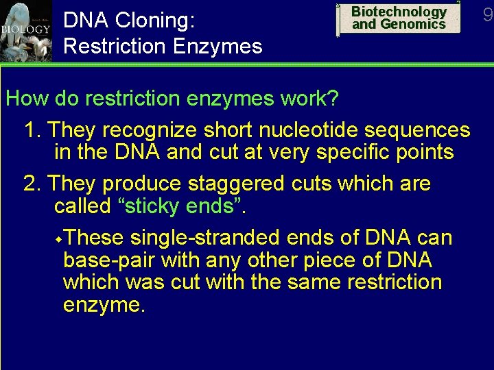 DNA Cloning: Restriction Enzymes Biotechnology and Genomics How do restriction enzymes work? 1. They