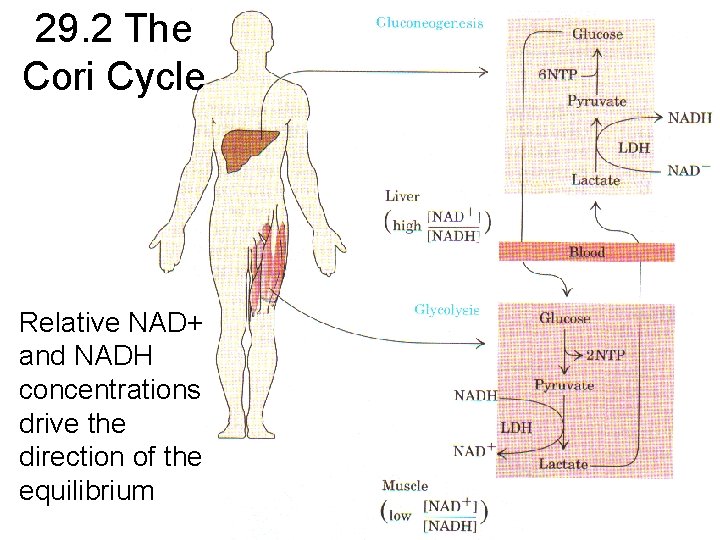 29. 2 The Cori Cycle Relative NAD+ and NADH concentrations drive the direction of