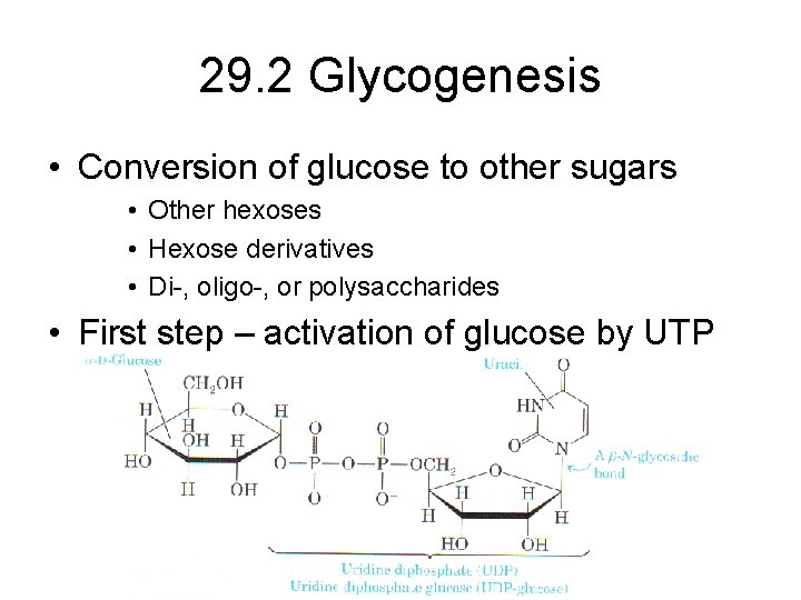 29. 2 Glycogenesis • Conversion of glucose to other sugars • Other hexoses •