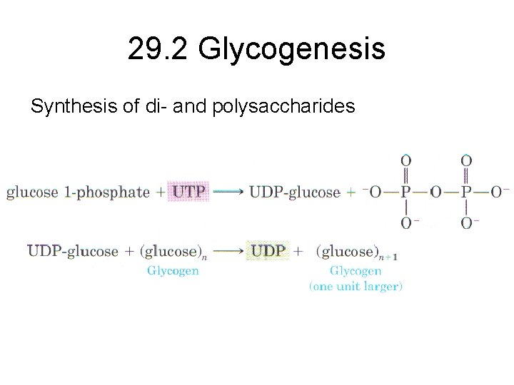 29. 2 Glycogenesis Synthesis of di- and polysaccharides 
