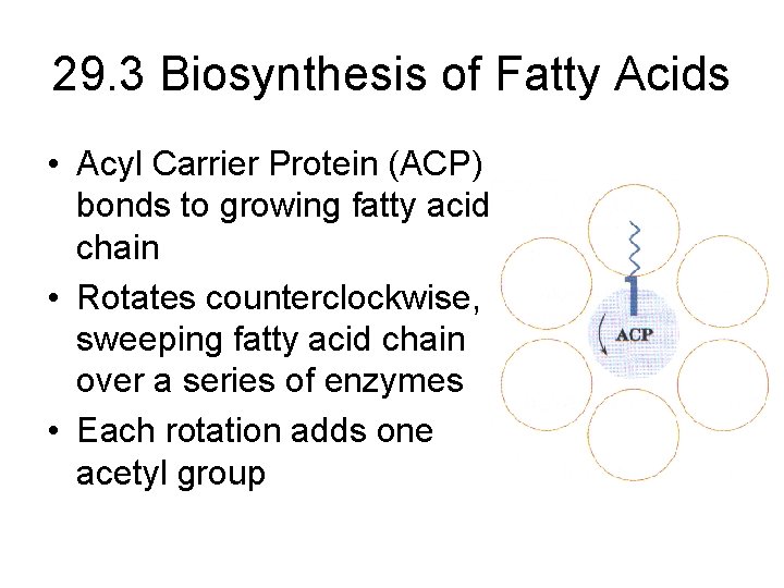 29. 3 Biosynthesis of Fatty Acids • Acyl Carrier Protein (ACP) bonds to growing