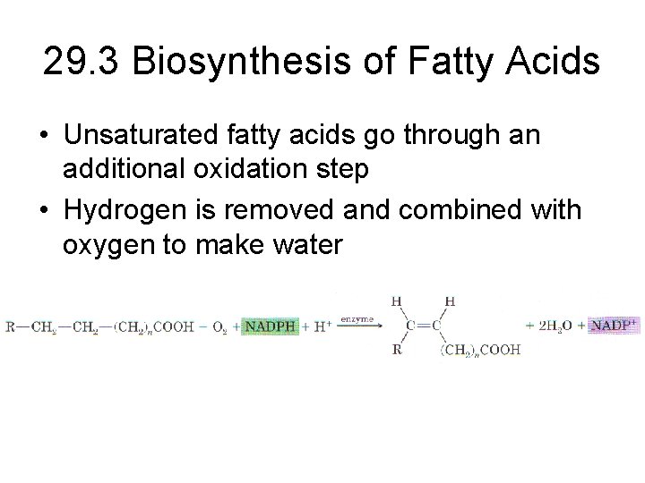 29. 3 Biosynthesis of Fatty Acids • Unsaturated fatty acids go through an additional