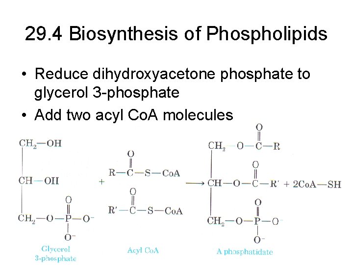 29. 4 Biosynthesis of Phospholipids • Reduce dihydroxyacetone phosphate to glycerol 3 -phosphate •