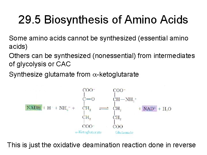 29. 5 Biosynthesis of Amino Acids Some amino acids cannot be synthesized (essential amino