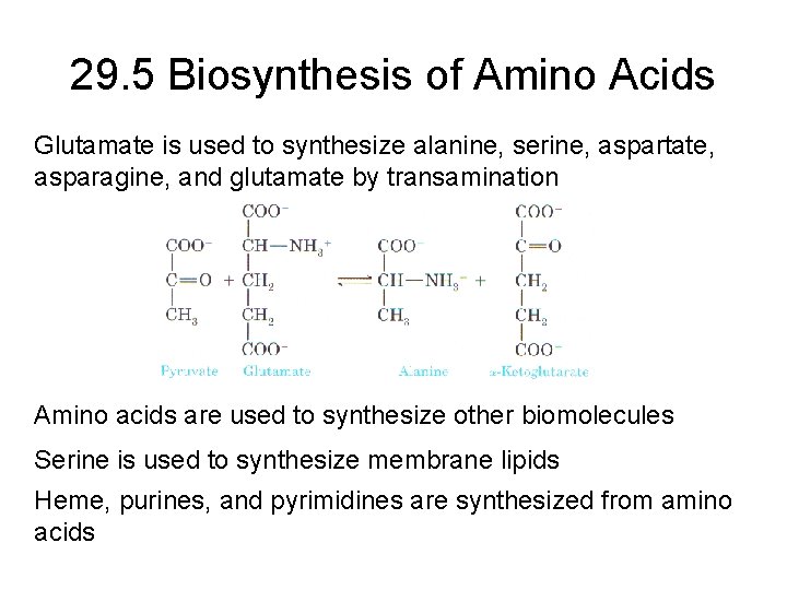 29. 5 Biosynthesis of Amino Acids Glutamate is used to synthesize alanine, serine, aspartate,