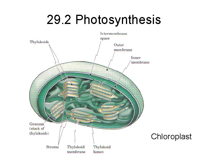 29. 2 Photosynthesis Chloroplast 