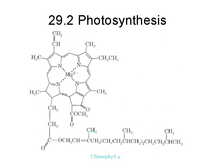 29. 2 Photosynthesis 