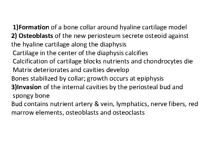 1)Formation of a bone collar around hyaline cartilage model 2) Osteoblasts of the new