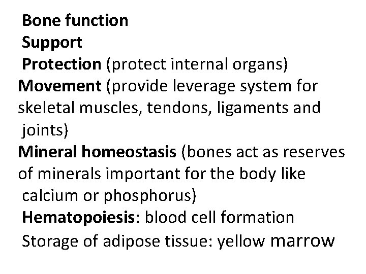 Bone function Support Protection (protect internal organs) Movement (provide leverage system for skeletal muscles,