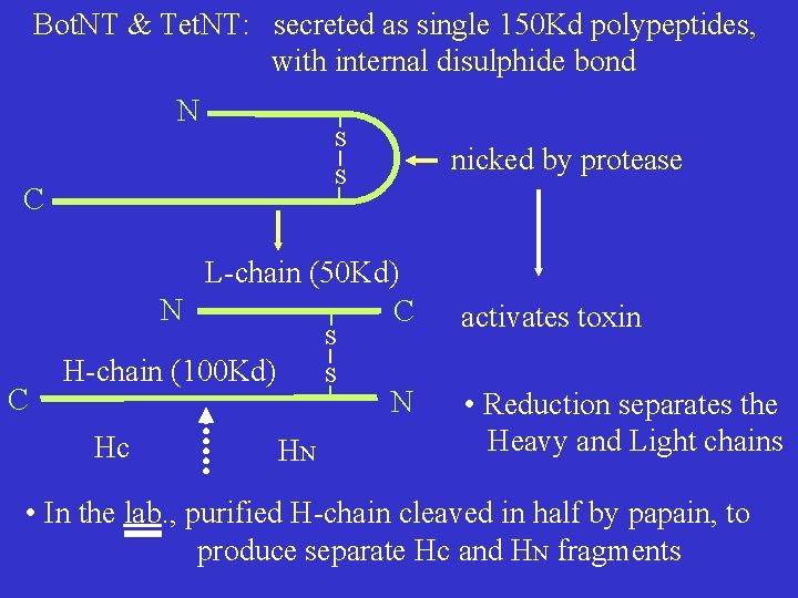 Bot. NT & Tet. NT: secreted as single 150 Kd polypeptides, with internal disulphide