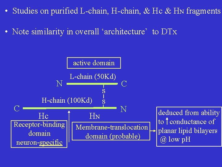  • Studies on purified L-chain, H-chain, & Hc & HN fragments • Note