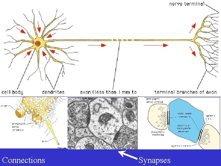 Neurons Connections Synapses 