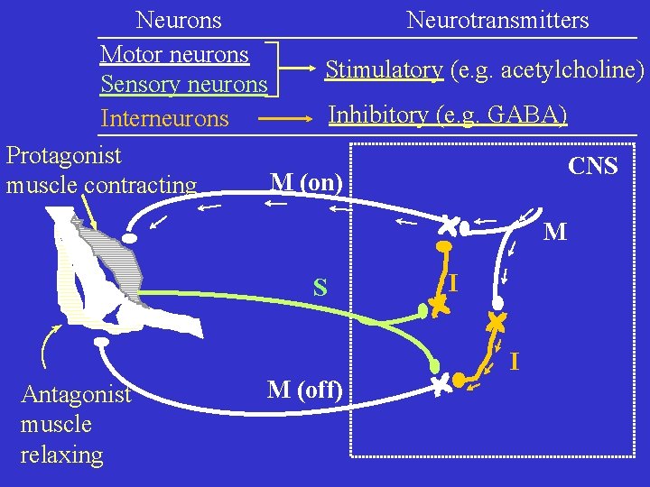 Neurons Neurotransmitters Motor neurons Stimulatory (e. g. acetylcholine) Sensory neurons Inhibitory (e. g. GABA)