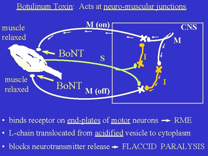 Botulinum Toxin: Acts at neuro-muscular junctions. M (on) muscle relaxed M Bo. NT muscle