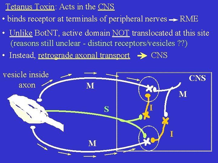 Tetanus Toxin: Acts in the CNS • binds receptor at terminals of peripheral nerves