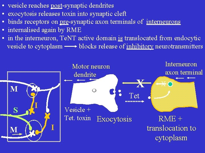  • • • vesicle reaches post-synaptic dendrites exocytosis releases toxin into synaptic cleft