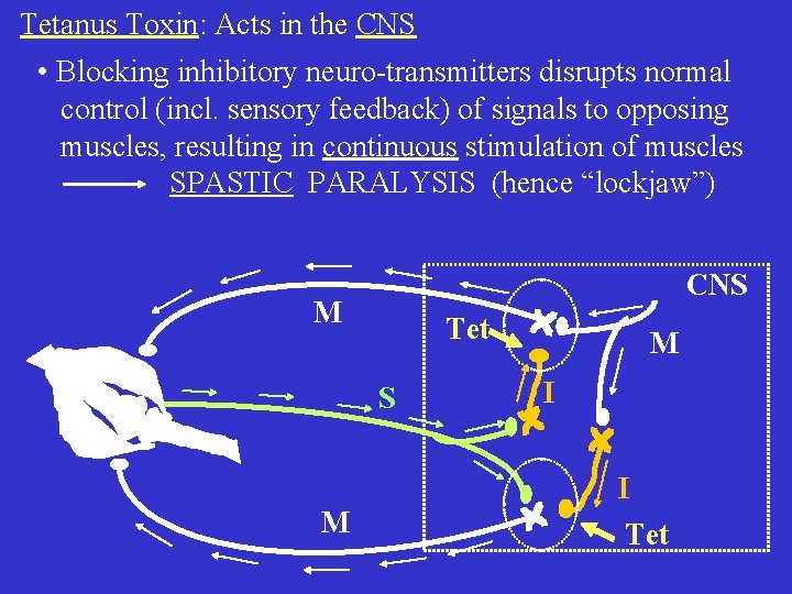 Tetanus Toxin: Acts in the CNS • Blocking inhibitory neuro-transmitters disrupts normal control (incl.