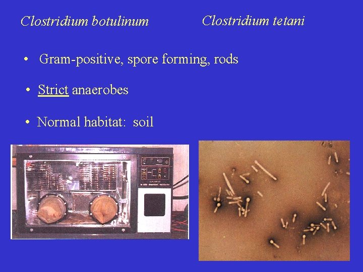 Clostridium botulinum Clostridium tetani • Gram-positive, spore forming, rods • Strict anaerobes • Normal