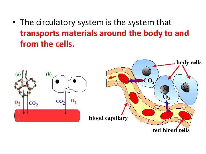  • The circulatory system is the system that transports materials around the body
