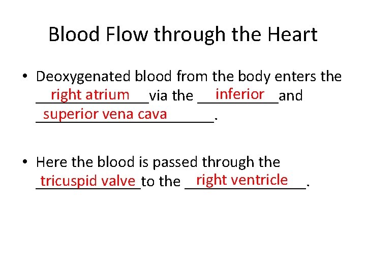 Blood Flow through the Heart • Deoxygenated blood from the body enters the inferior