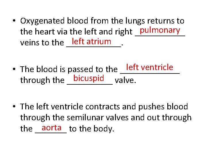  • Oxygenated blood from the lungs returns to pulmonary the heart via the