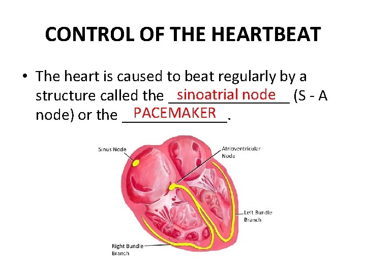 CONTROL OF THE HEARTBEAT • The heart is caused to beat regularly by a