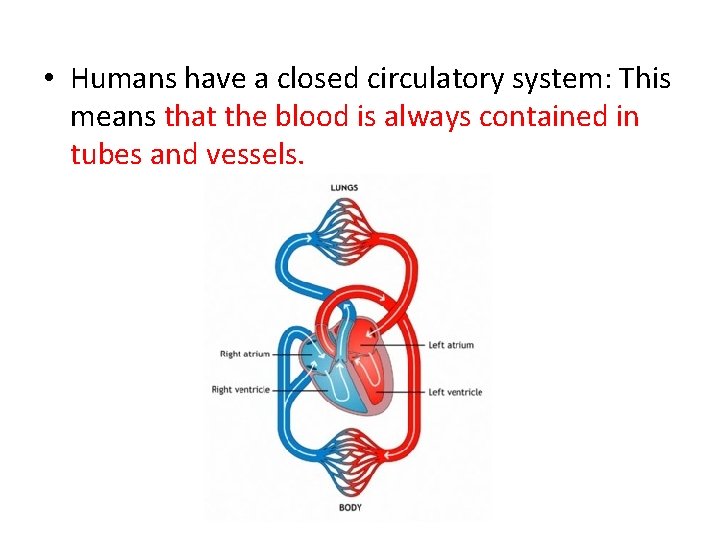  • Humans have a closed circulatory system: This means that the blood is