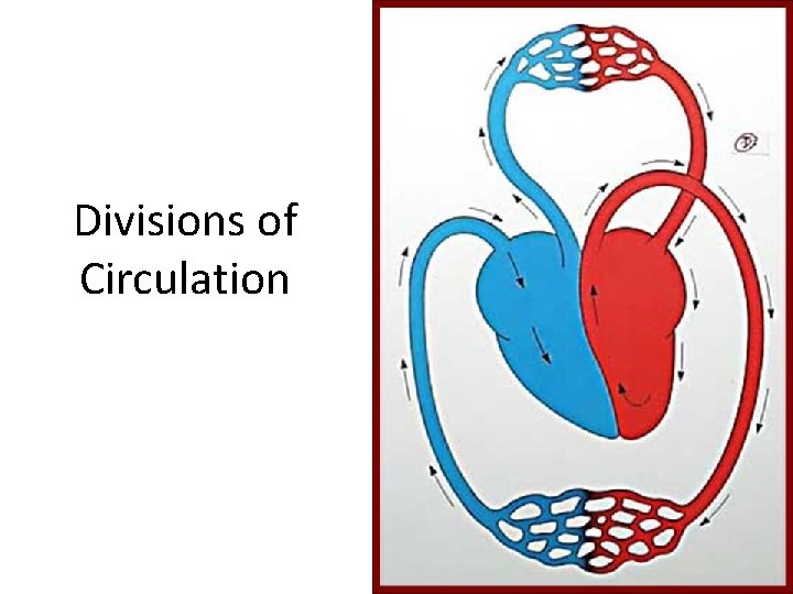 Divisions of Circulation 