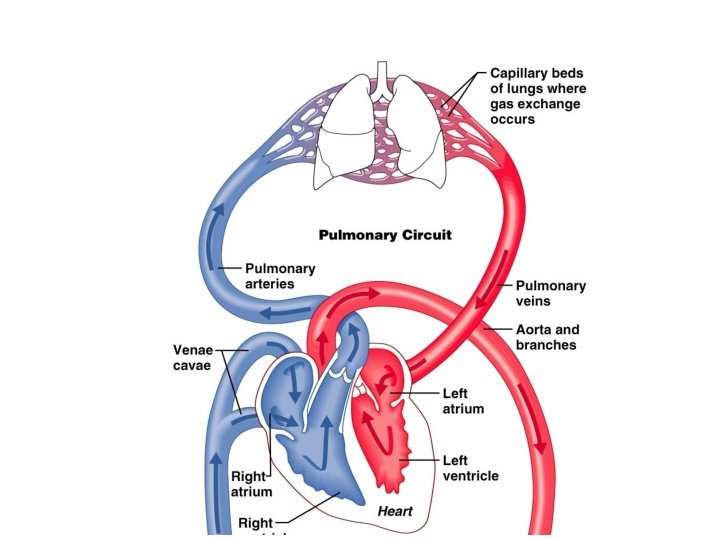 Pulmonary Circulation 