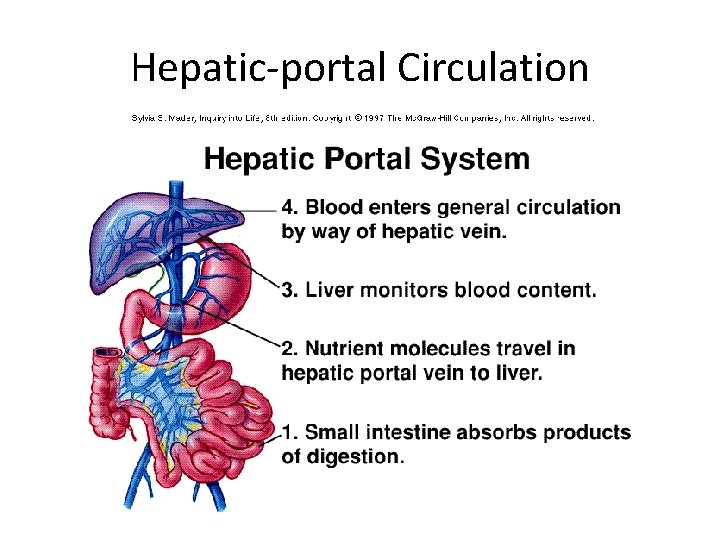 Hepatic-portal Circulation 