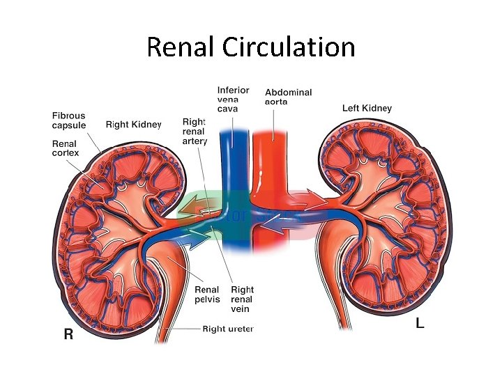 Renal Circulation 