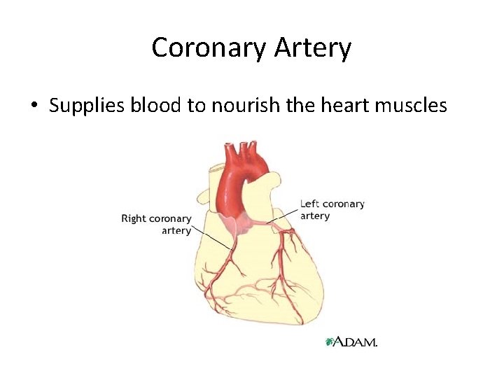 Coronary Artery • Supplies blood to nourish the heart muscles 