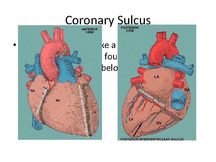 Coronary Sulcus • Encircles the heart like a crown (corona = crown). The atria