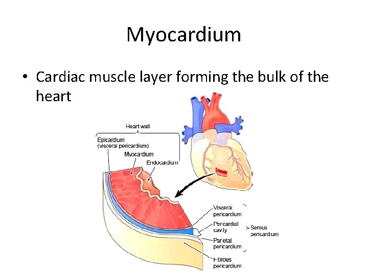 Myocardium • Cardiac muscle layer forming the bulk of the heart 