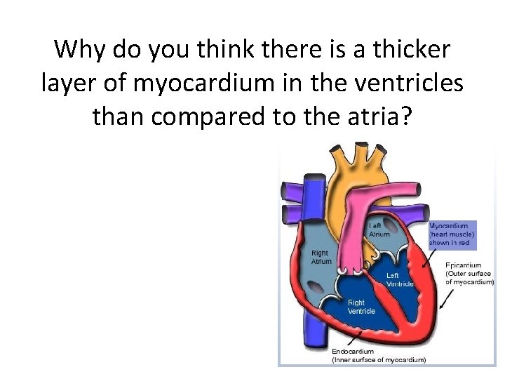 Why do you think there is a thicker layer of myocardium in the ventricles