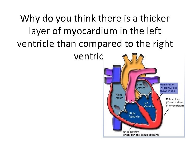 Why do you think there is a thicker layer of myocardium in the left