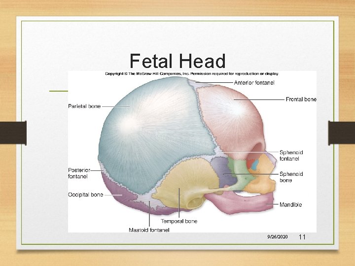 Fetal Head 9/26/2020 11 