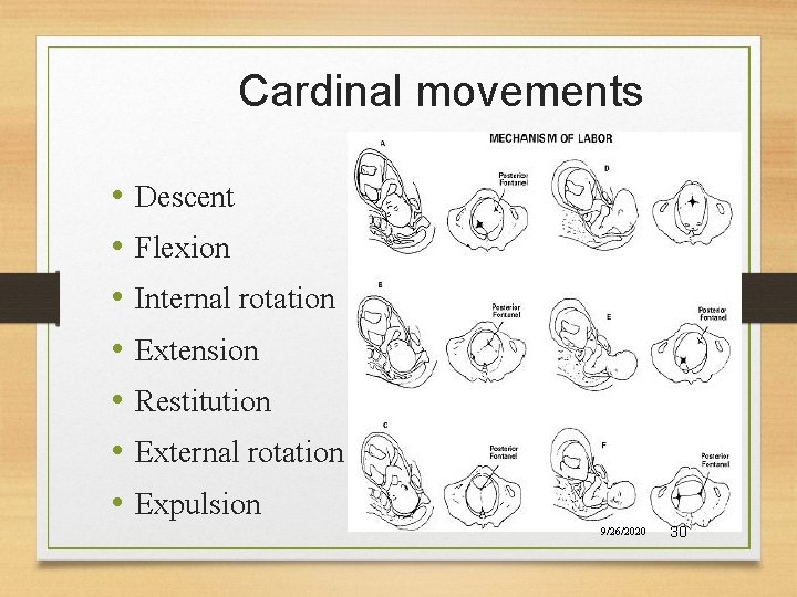 Cardinal movements • • Descent Flexion Internal rotation Extension Restitution External rotation Expulsion 9/26/2020