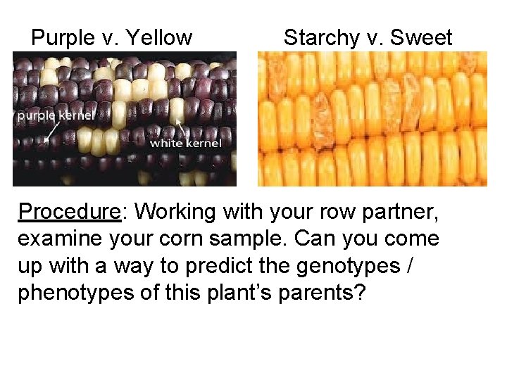 Purple v. Yellow Starchy v. Sweet Procedure: Working with your row partner, examine your