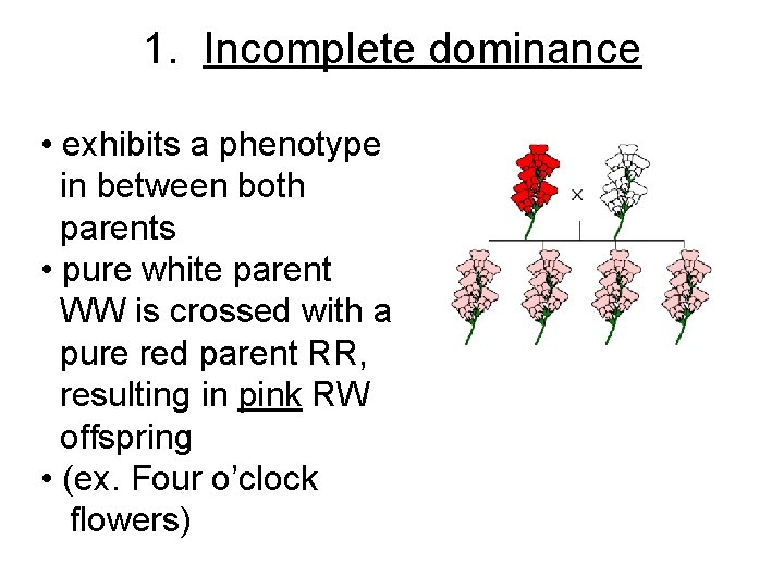 1. Incomplete dominance • exhibits a phenotype in between both parents • pure white