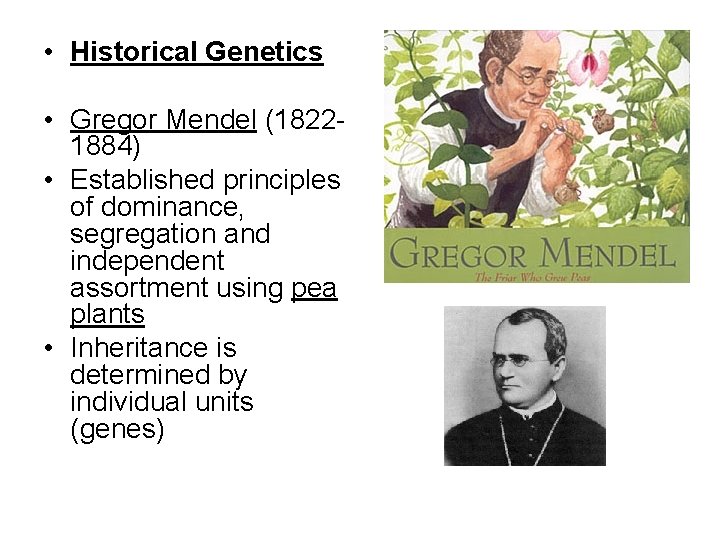  • Historical Genetics • Gregor Mendel (18221884) • Established principles of dominance, segregation