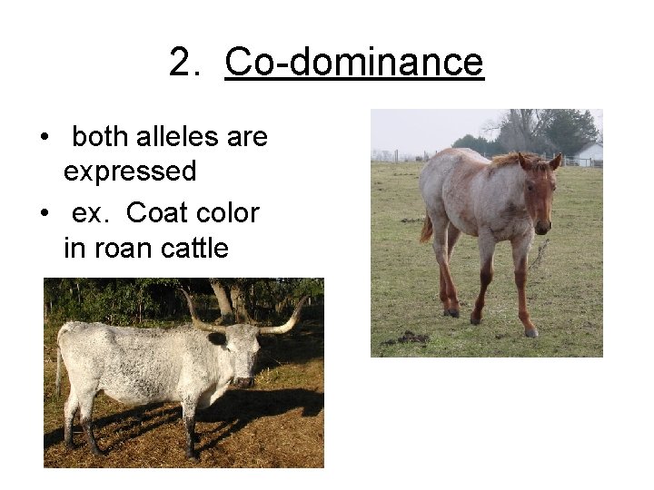 2. Co-dominance • both alleles are expressed • ex. Coat color in roan cattle