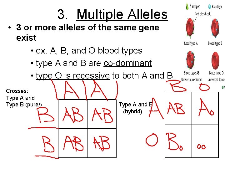 3. Multiple Alleles • 3 or more alleles of the same gene exist •