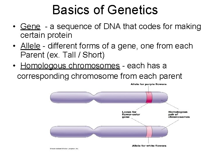 Basics of Genetics • Gene - a sequence of DNA that codes for making