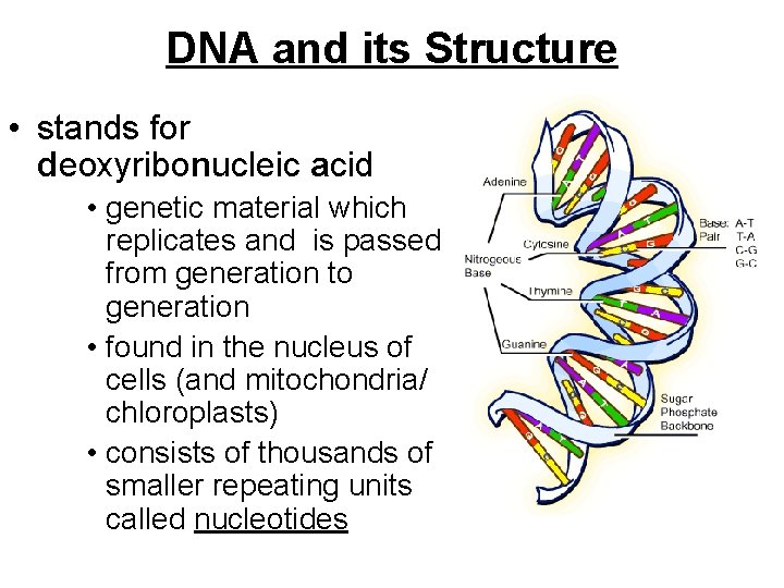 DNA and its Structure • stands for deoxyribonucleic acid • genetic material which replicates