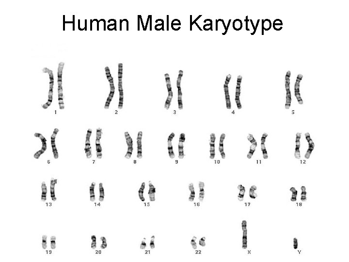 Human Male Karyotype 