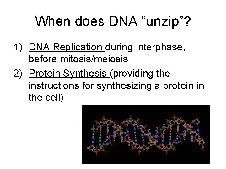 When does DNA “unzip”? 1) DNA Replication during interphase, before mitosis/meiosis 2) Protein Synthesis