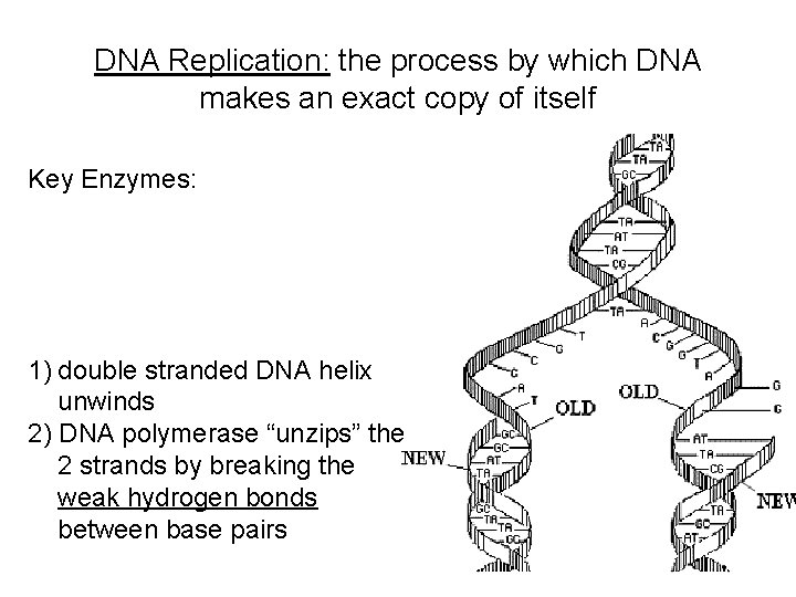 DNA Replication: the process by which DNA makes an exact copy of itself Key